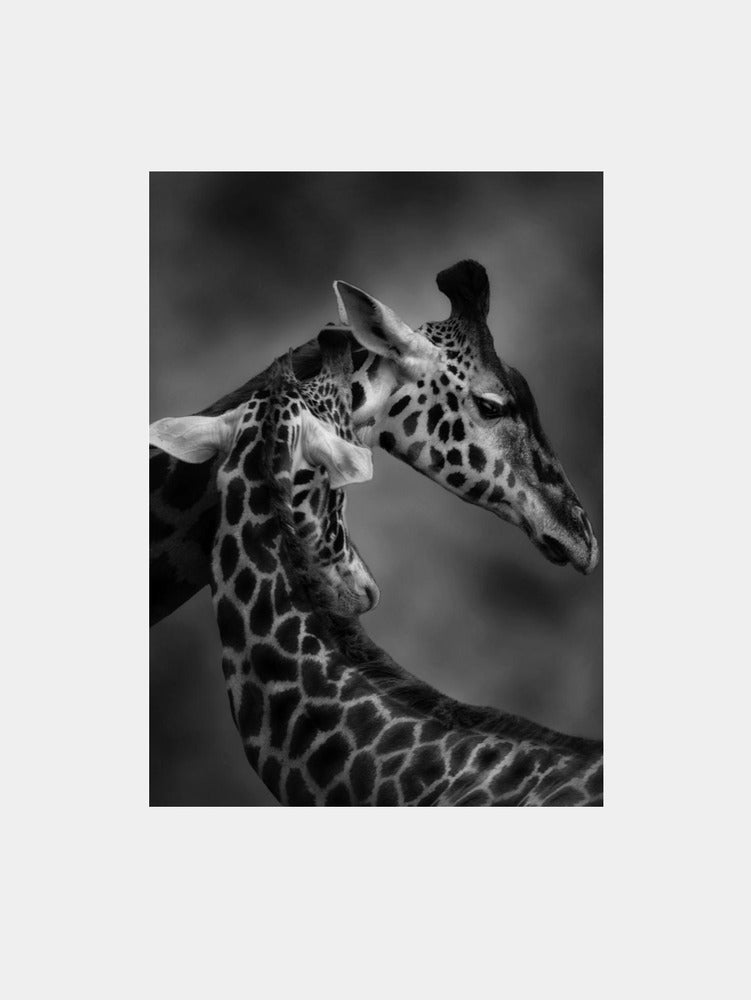 The Gentle Giant Art Print