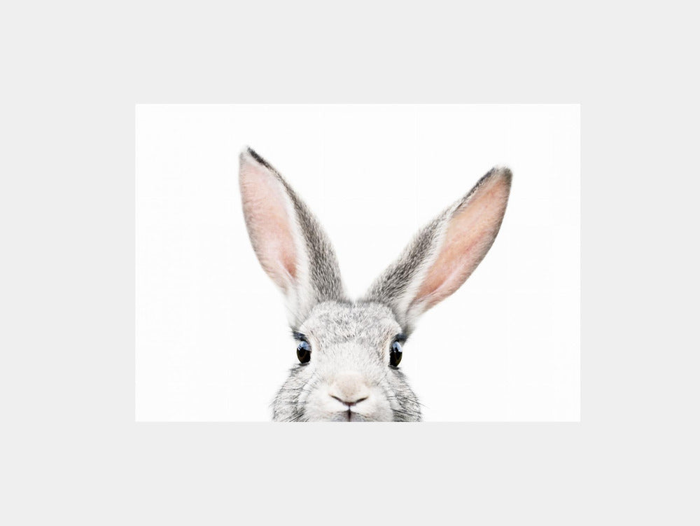 Peeking Bunny
