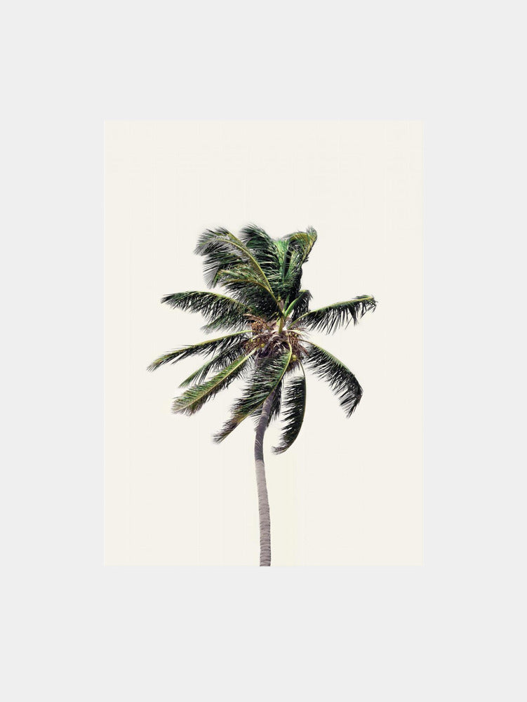 Windy Palm Tree Art Print