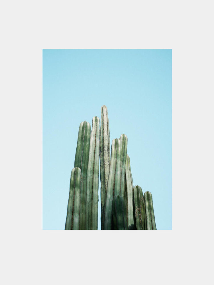 Cacti Art Print
