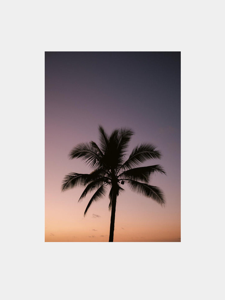 Costa Rica Palm Tree Art Print