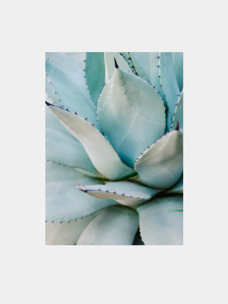 Succulent Green Art Print