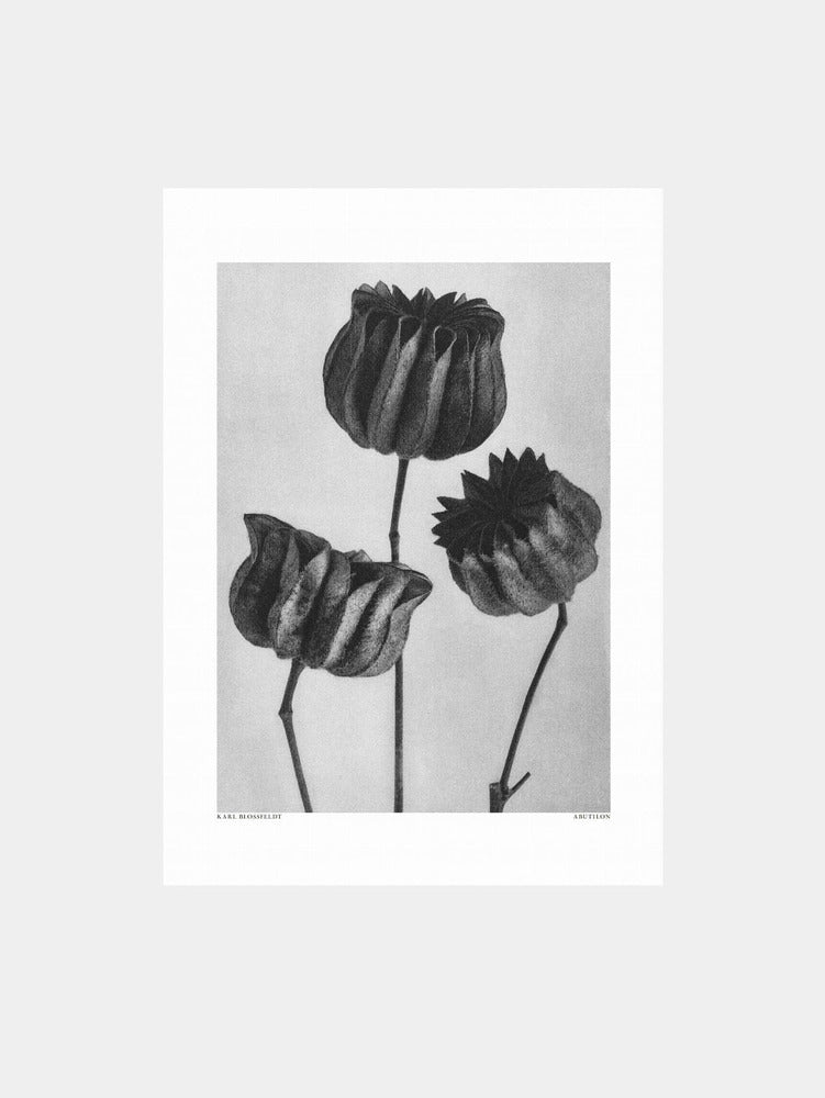 Karl Blossfeldt: "Abutilon" Art Print