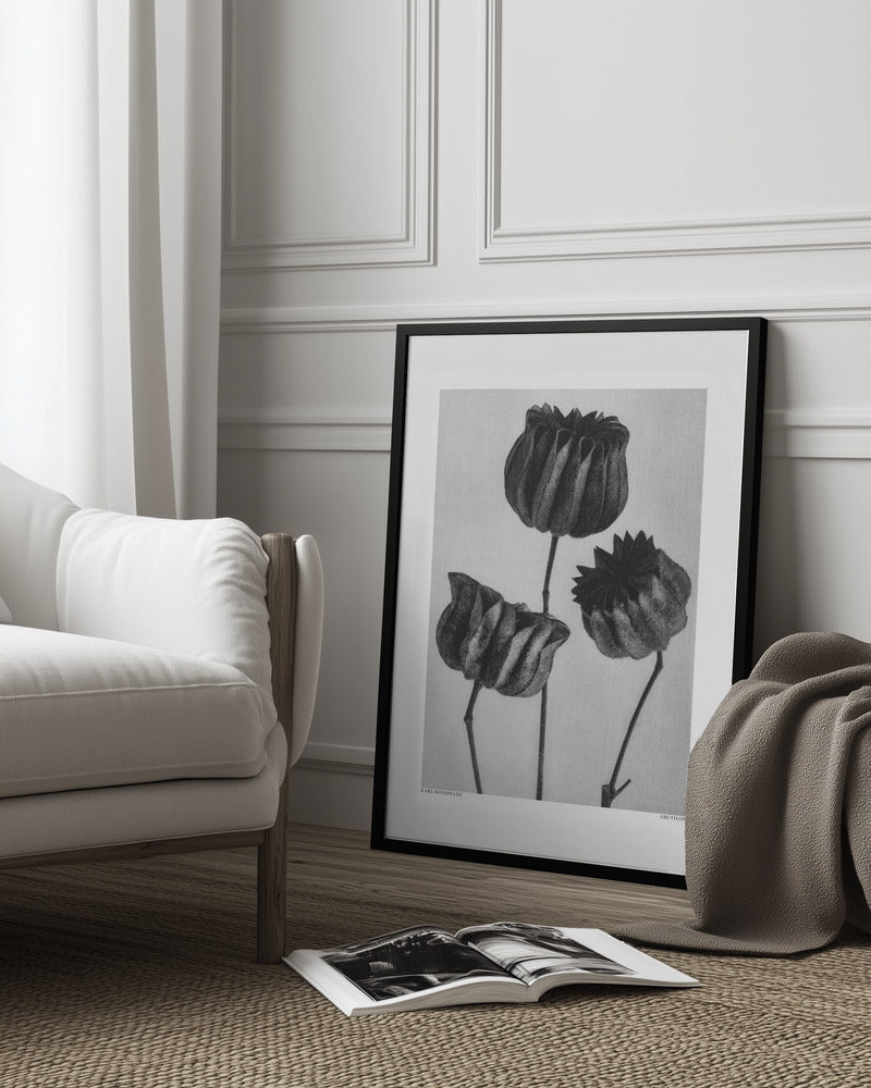 Karl Blossfeldt: "Abutilon" Art Print