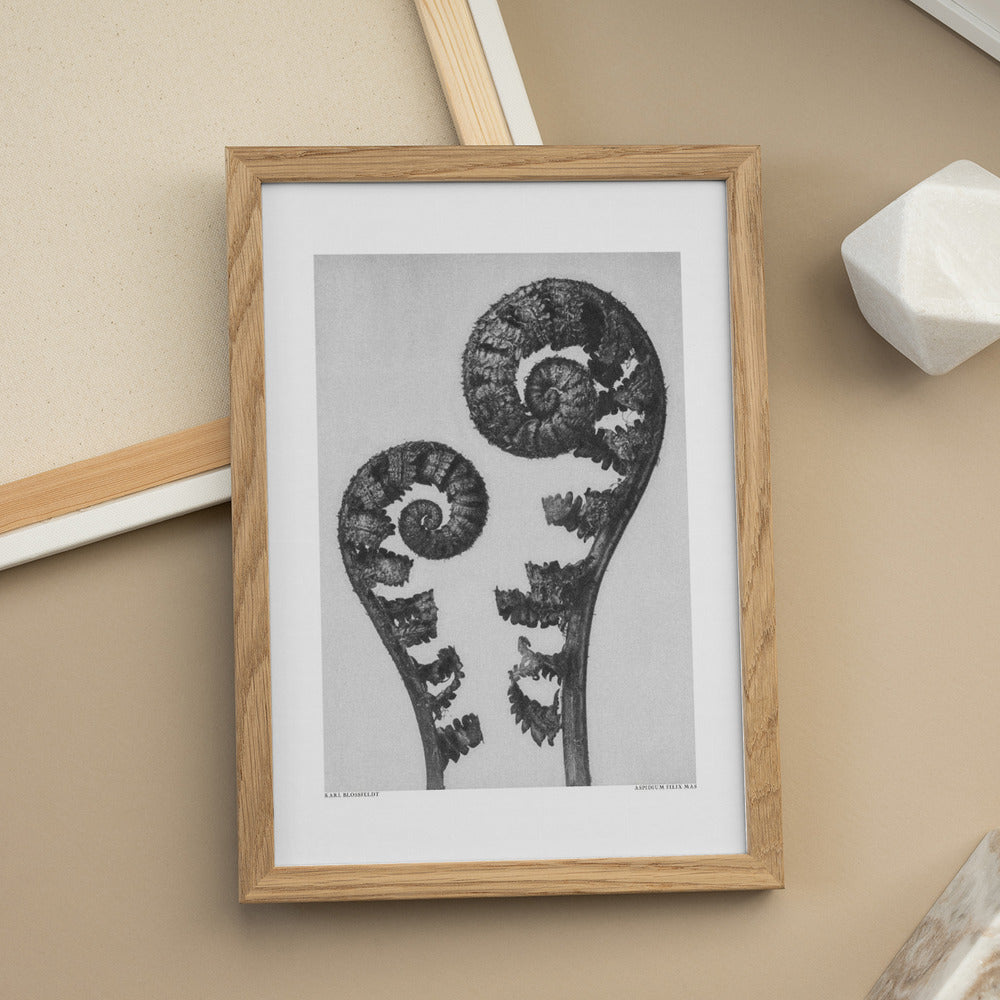 Karl Blossfeldt: "Aspidium Filix Mas" Art Print