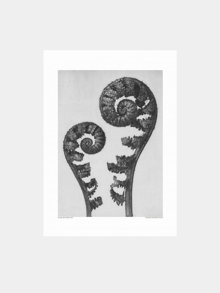 Karl Blossfeldt: "Aspidium Filix Mas" Art Print