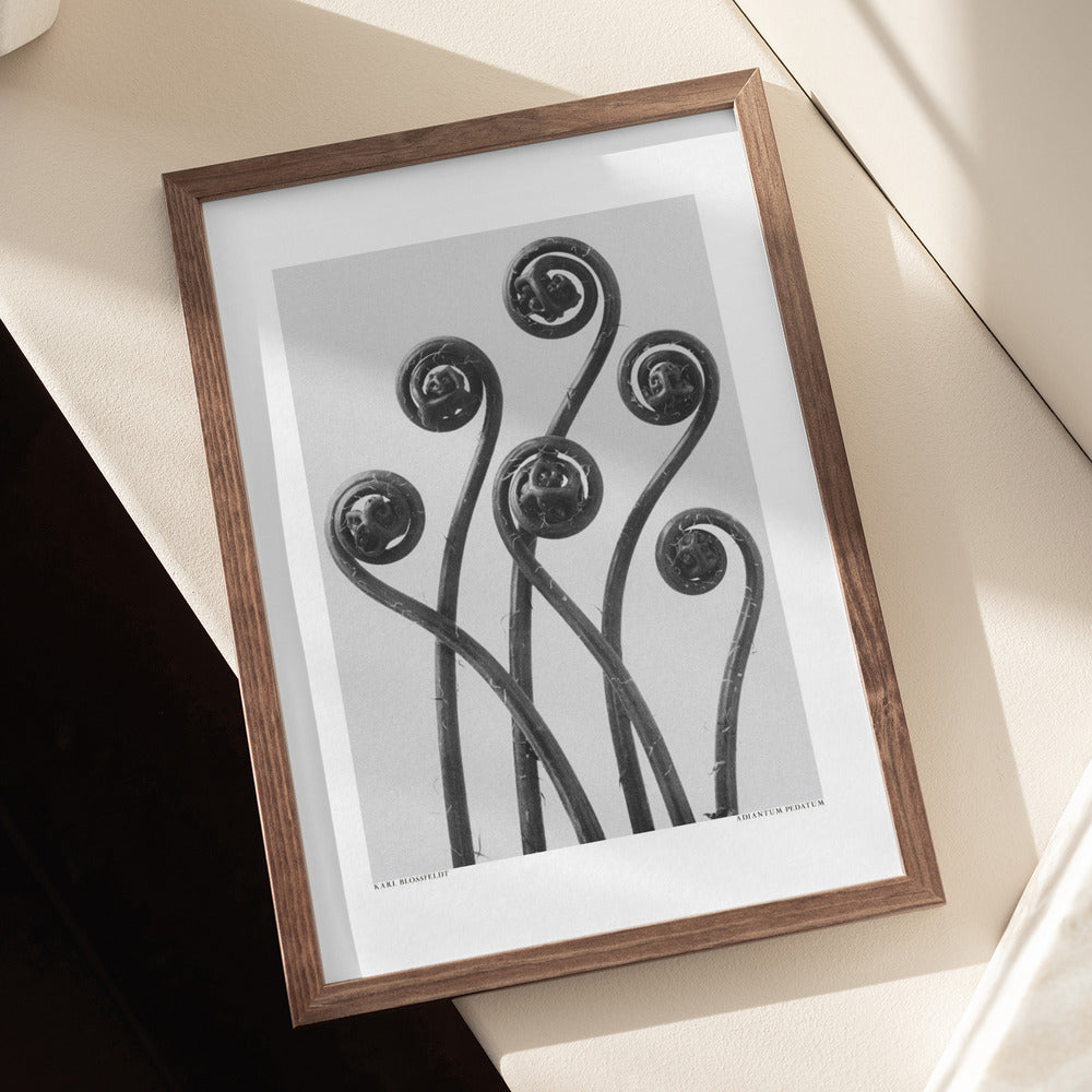 Karl Blossfeldt: "Adiantum pedatum" Art Print