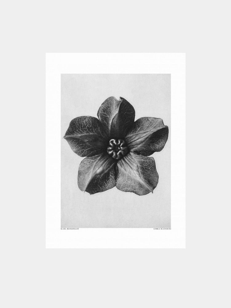 Karl Blossfeldt: "Cobea Scandens" Art Print