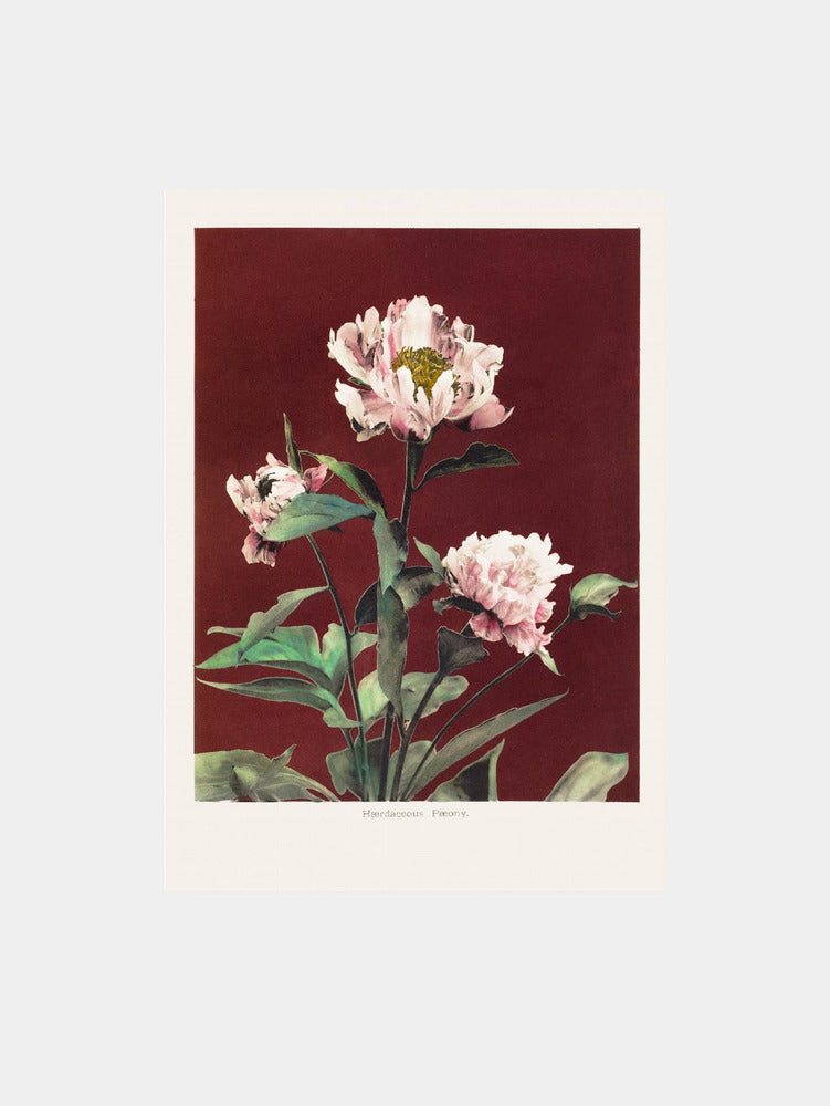Peony Blooms Art Print