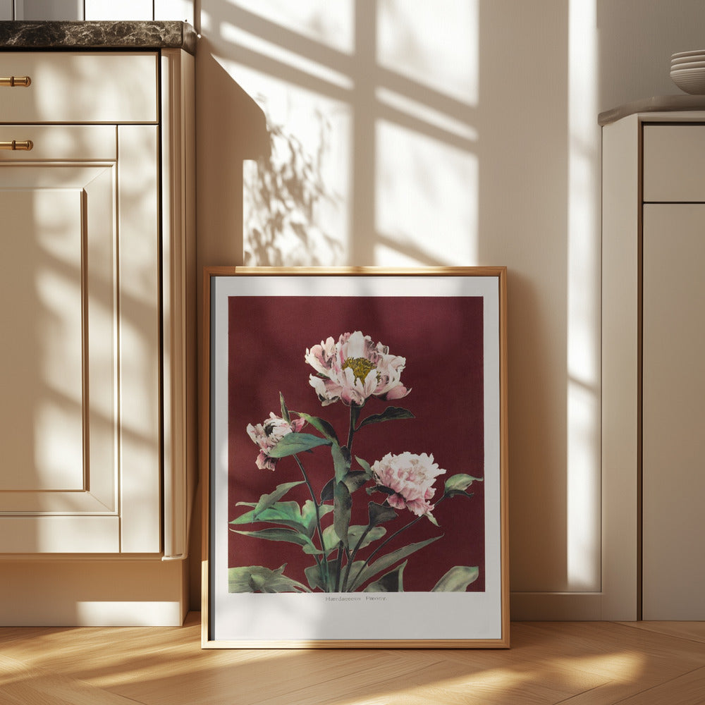 Peony Blooms Art Print