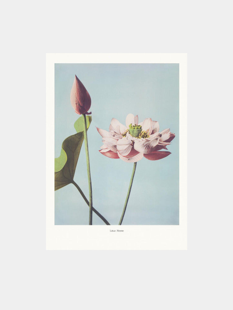 Serene Lotus Duo Art Print