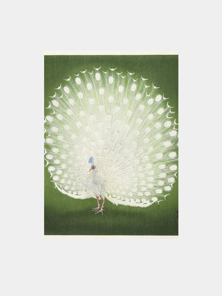 Peacock Art Print