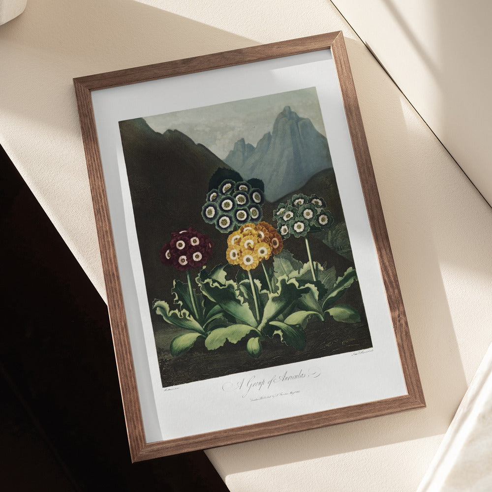 A Group of Auriculas from The Temple of Flora Art Print