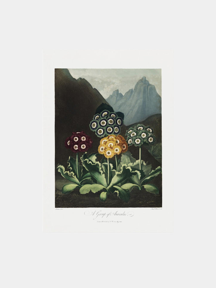A Group of Auriculas from The Temple of Flora Art Print