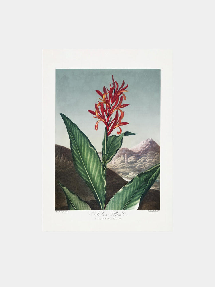 Indian Reed from The Temple of Flora (1807) Art Print