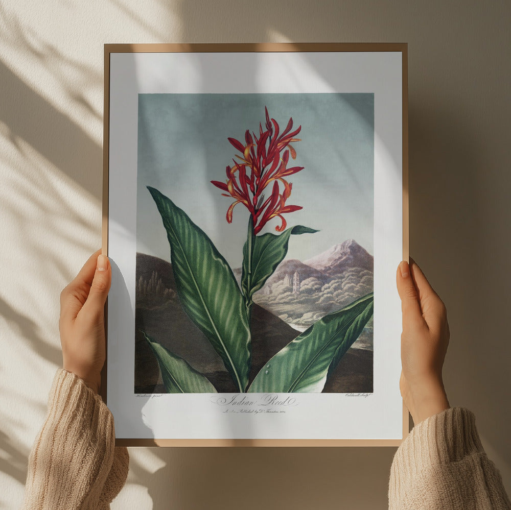 Indian Reed from The Temple of Flora (1807) Art Print