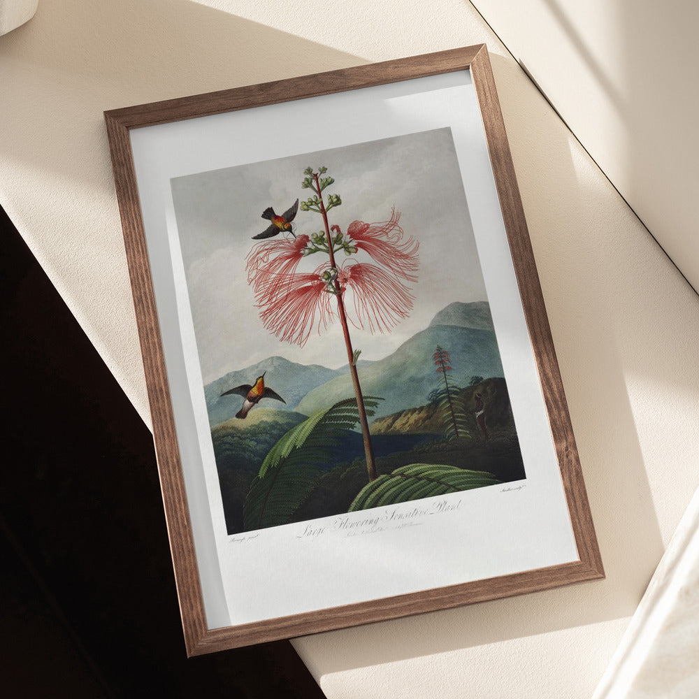 Large–Flowering Sensitive Plant from The Temple of Flora (1807) Art Print