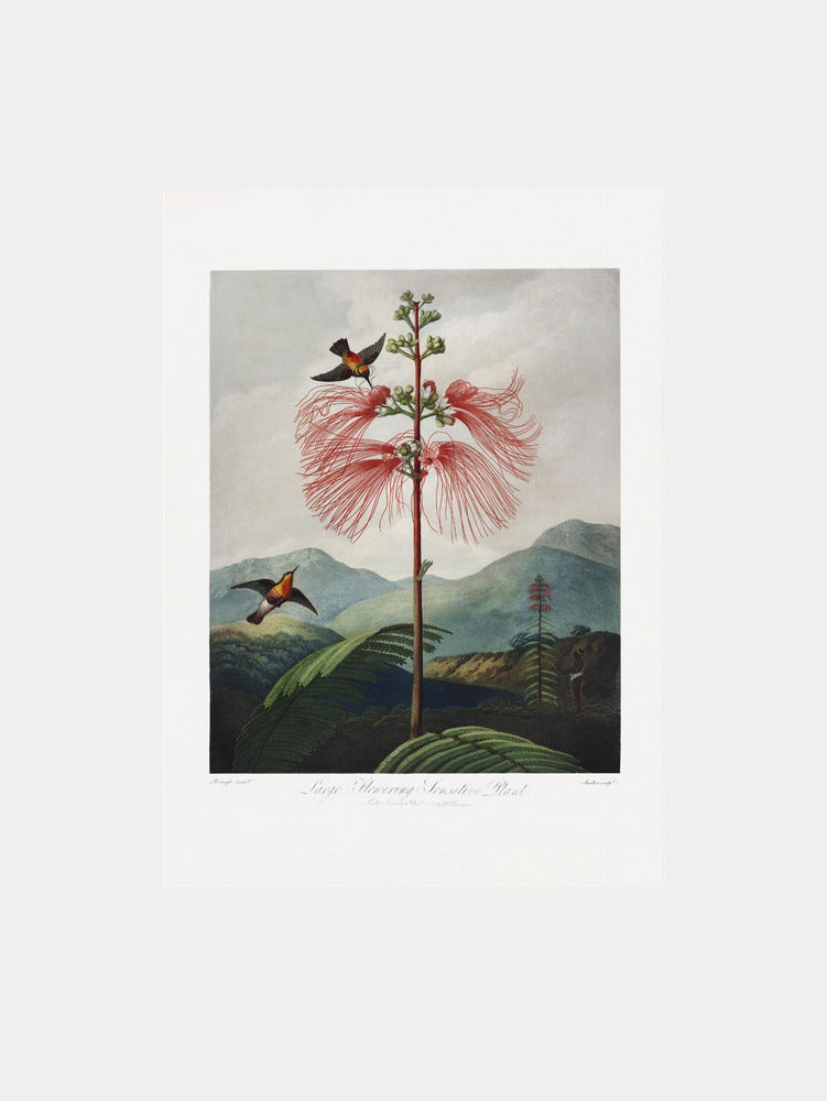 Large–Flowering Sensitive Plant from The Temple of Flora (1807) Art Print