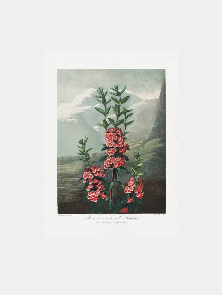 The Narrow–Leaved Kalmia from The Temple of Flora Art Print