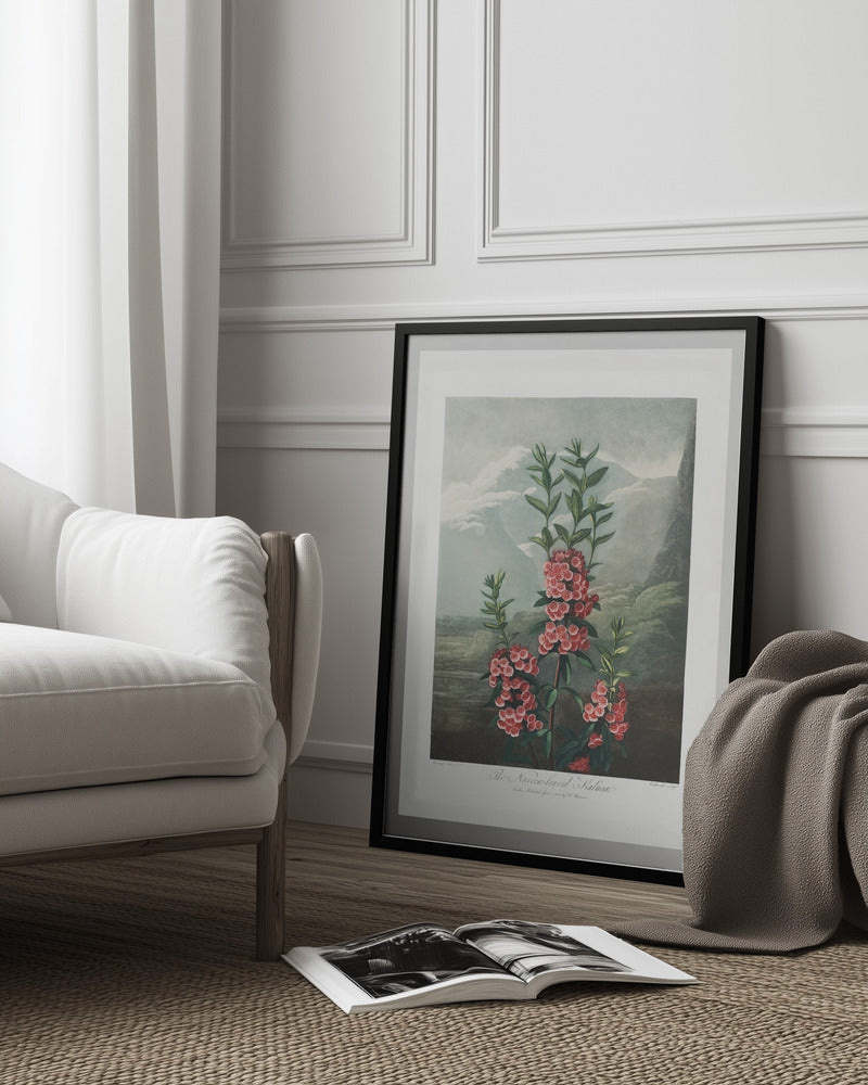 The Narrow–Leaved Kalmia from The Temple of Flora Art Print