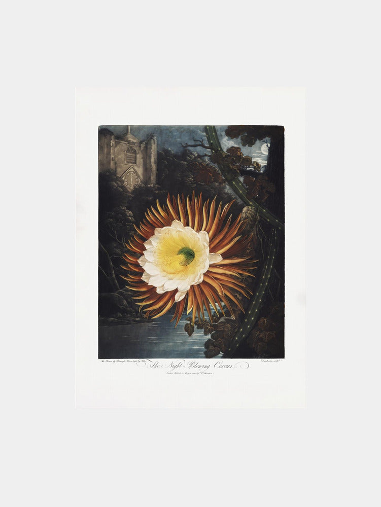 The Night–Blowing Cereus from The Temple of Flora (1807) Art Print