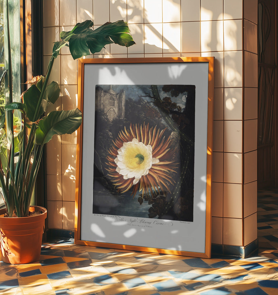 The Night–Blowing Cereus from The Temple of Flora (1807) Art Print