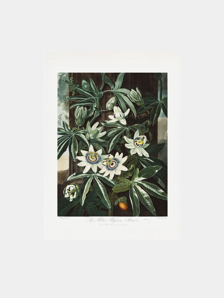 The Passiflora Cerulea from The Temple of Flora Art Print