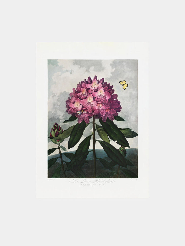 The Pontic Rhododendron from The Temple of Flora (1807)