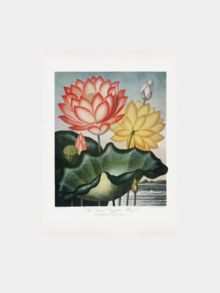 The Sacred Egyptian Bean from The Temple of Flora (1807) Art Print