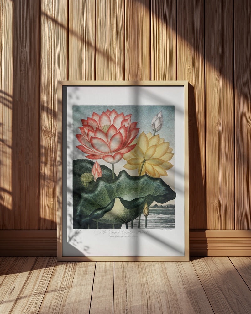 The Sacred Egyptian Bean from The Temple of Flora (1807) Art Print
