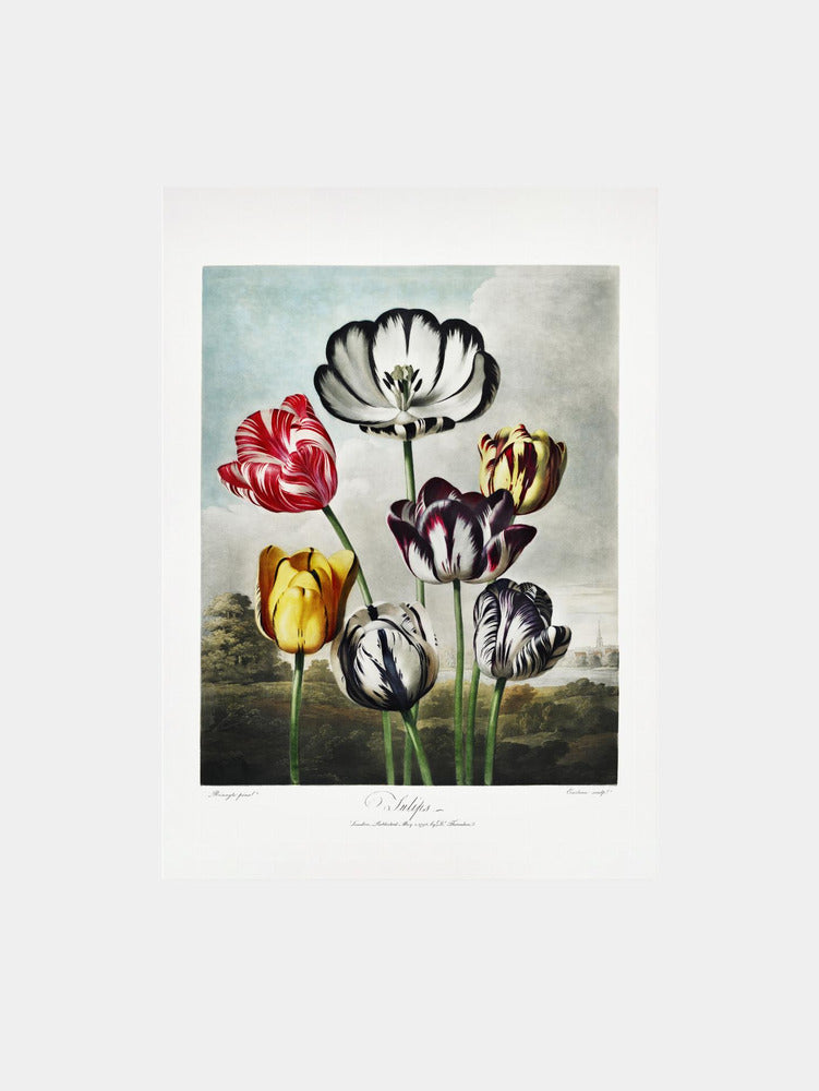 Tulips from The Temple of Flora Art Print