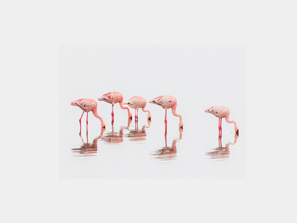 Flamingos in the mist Art Print