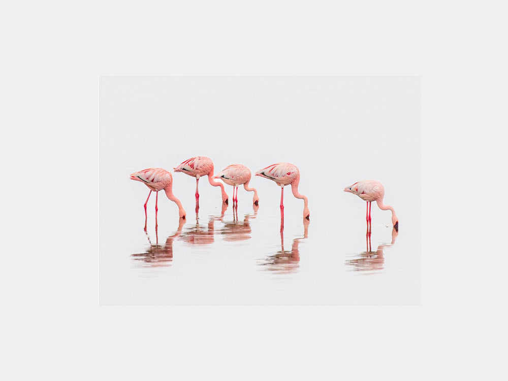 Wading Pink Flamingos