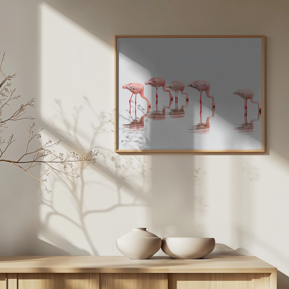 Wading Pink Flamingos