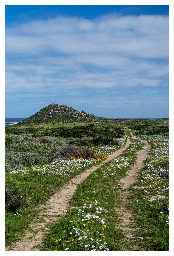 Daisy Path