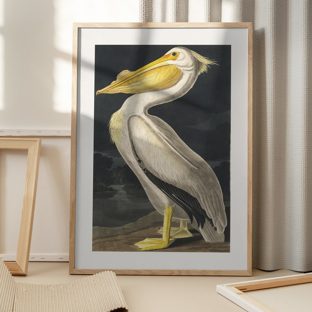 American White Pelican From Birds of America (1827) Art Print