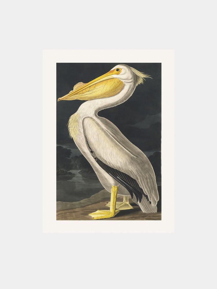 American White Pelican From Birds of America (1827) Art Print
