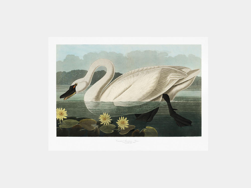 Common American Swan From Birds of America (1827)