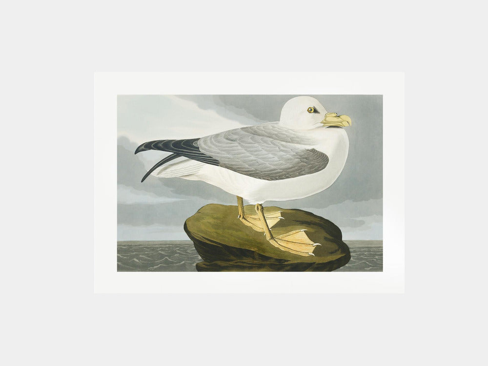 Fulmar Petrel From Birds of America (1827) Art Print