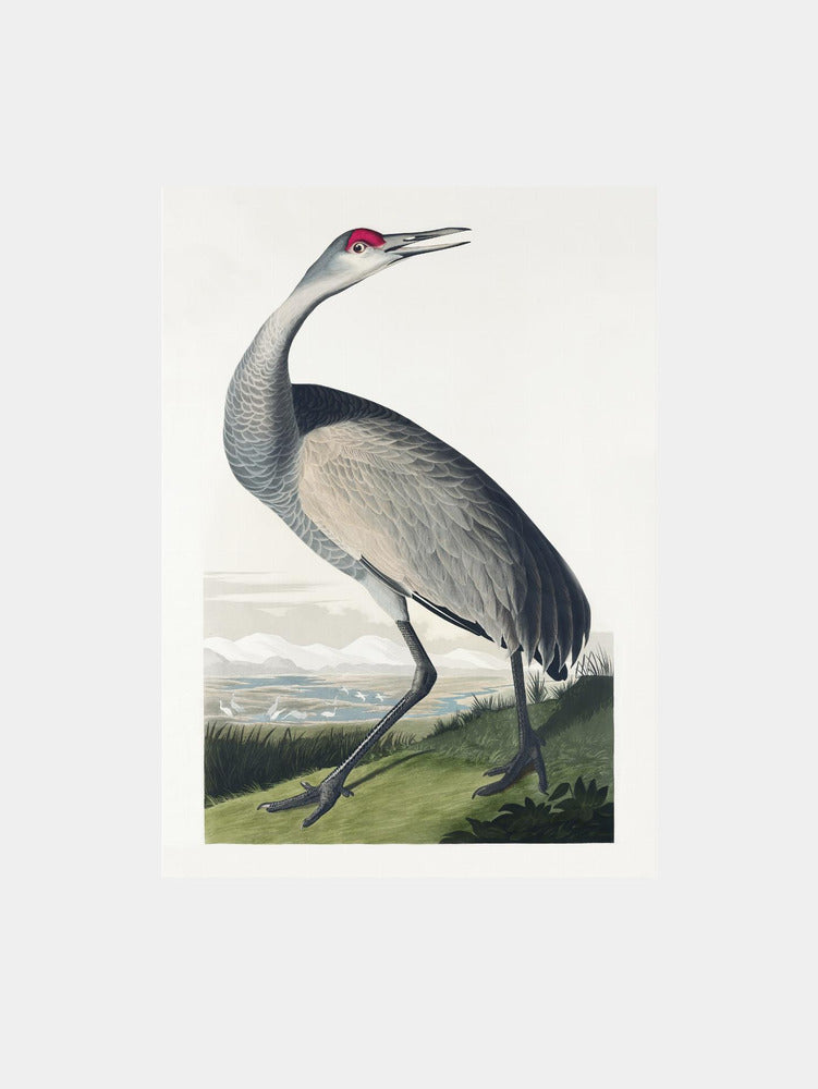 Hooping Crane From Birds of America (1827)
