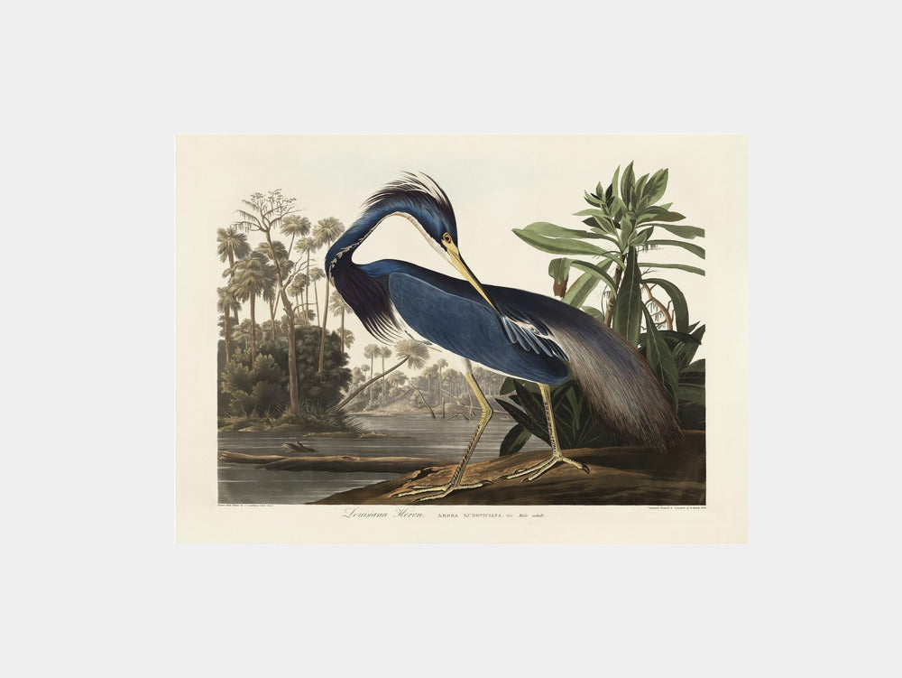 Louisiana Heron From Birds of America (1827) Art Print