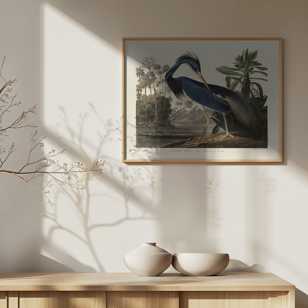 Louisiana Heron From Birds of America (1827) Art Print