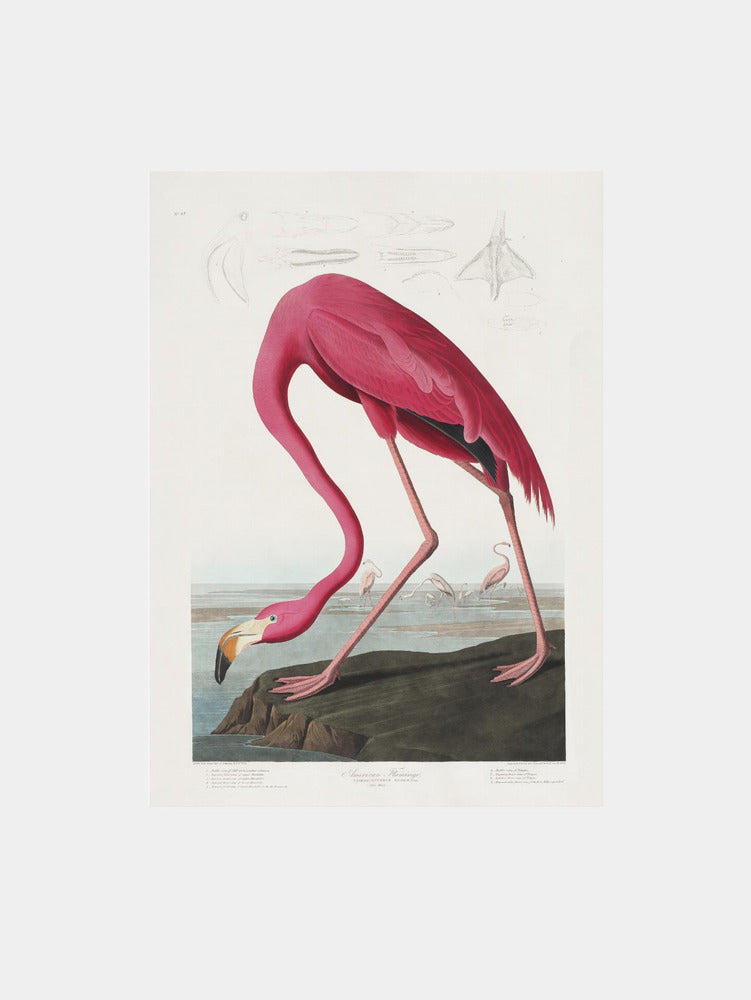Pink Flamingo from birds of America Art Print