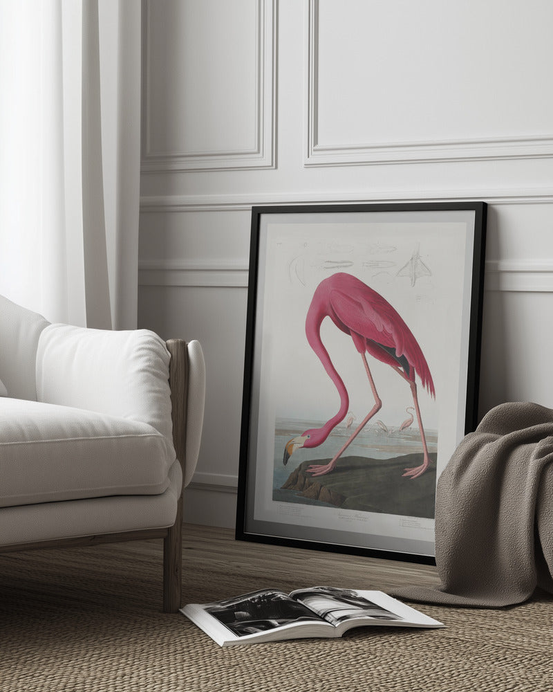 Pink Flamingo from birds of America Art Print