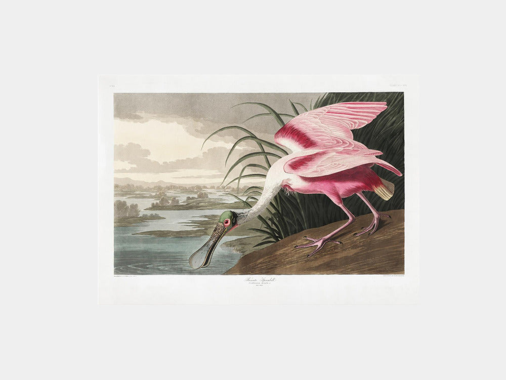 Roseate Spoonbill Art Print