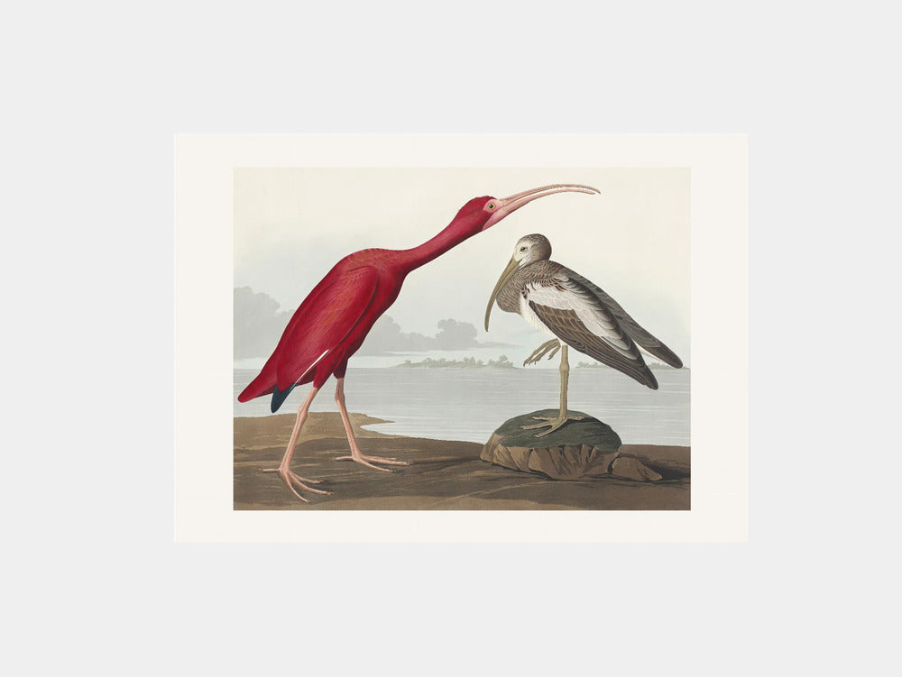 Scarlet Ibis From Birds of America Art Print