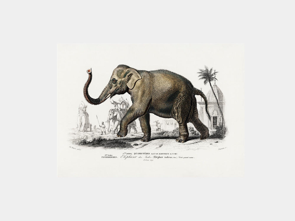 Asiatic Elephant Art Print