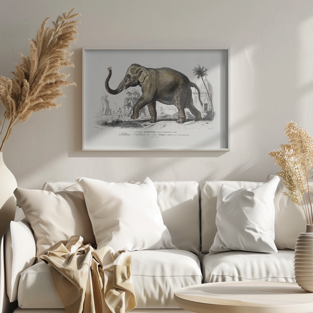 Asiatic Elephant Art Print