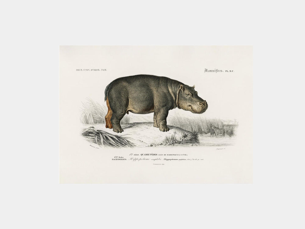 Hippopotamus Art Print