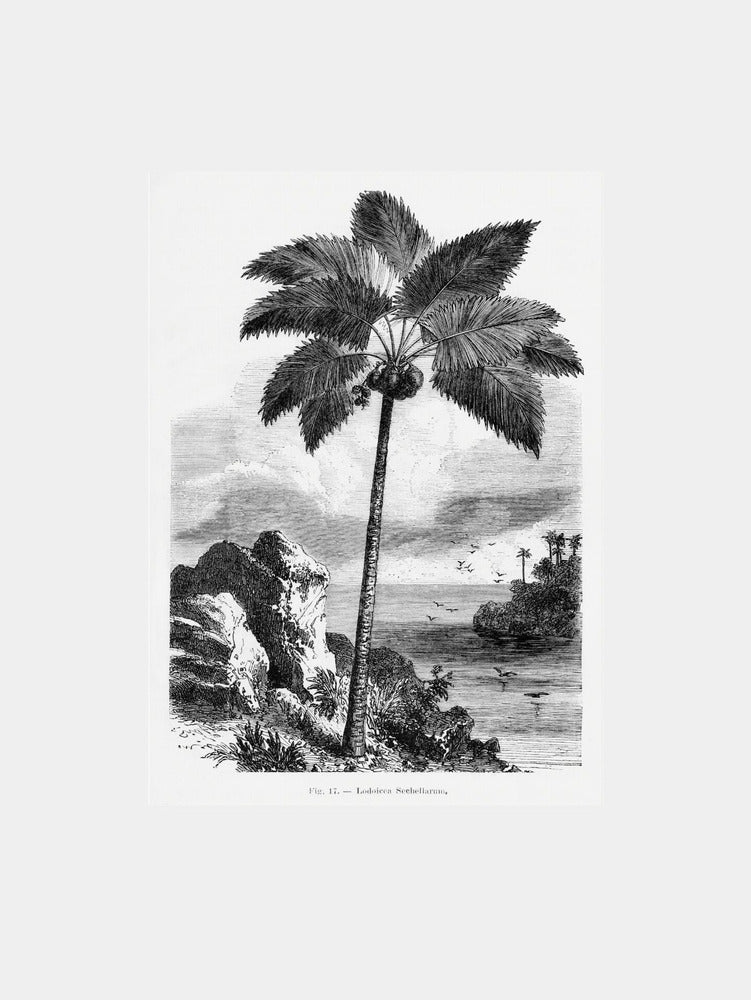 Vintage Palm Tree Drawing I Art Print